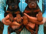 Show Güzelli̇kte Safkan Doberman Yavrular
