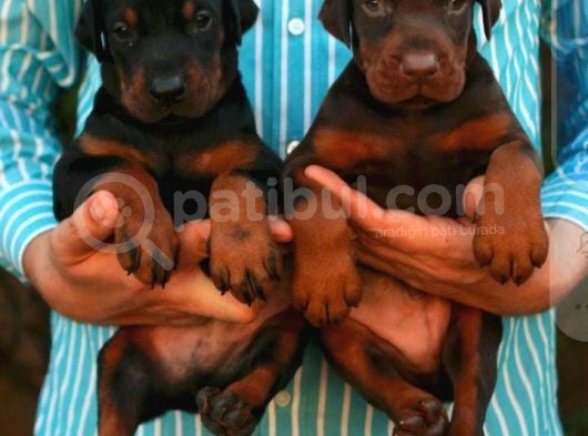 Show Güzelli̇kte Safkan Doberman Yavrular görsel