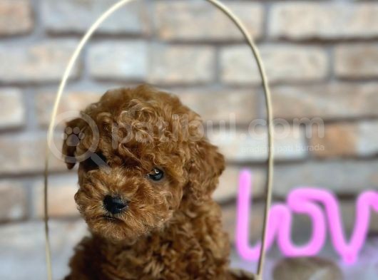 Çok Üst Kalite Orjinal Irk Toy Poodle Bebeklerim görsel