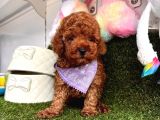 Red Brown Oyuncak Toy poodle Yavrular