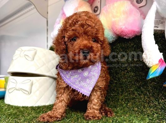 Red Brown Oyuncak Toy Poodle Yavrular