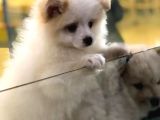 Saf Irk Pomeri̇an Boo Yavrulari Vonalp Pet Garanti̇si̇yle