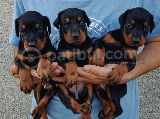 Show Güzelli̇kte Safkan Doberman Yavrular görsel