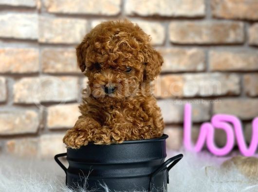 Çok Üst Kalite Orjinal Irk Toy Poodle Bebeklerim görsel