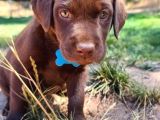 Irk Ve Sağlık Garantili Labrador Retriever Yavrular