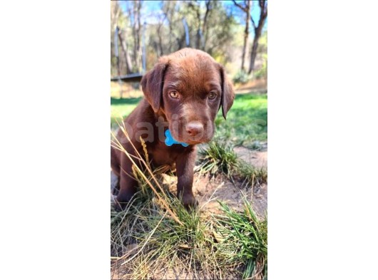 Irk Ve Sağlık Garantili Labrador Retriever Yavrular görsel