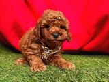 Red Brown Ori̇ji̇nal Toy Poodle Yavrularimiz
