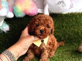 Toy Boy Büyümeyen Irk  Poodle Bebekler