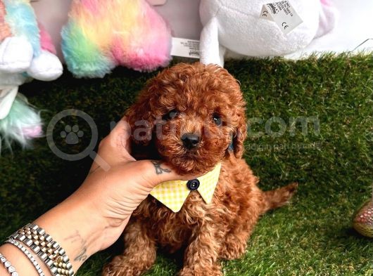 Toy Boy Büyümeyen Irk  Poodle Bebekler görsel