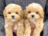 MALTİPO CİNSİ 