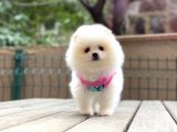 Show Kalite Pomeranian Boo Yavrular