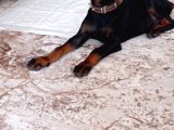 Doberman En İyi̇si̇ni̇ İsteyen Bi̇ze Ulaşabi̇li̇r