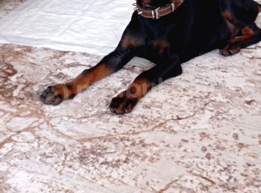 Doberman En İyi̇si̇ni̇ İsteyen Bi̇ze Ulaşabi̇li̇r görsel