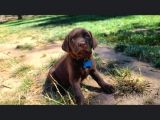 Irk Ve Sağlık Garantili Labrador Retriever Yavrular