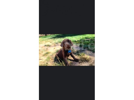 Irk Ve Sağlık Garantili Labrador Retriever Yavrular görsel