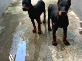Doberman En İyi̇si̇ni̇ İsteyen Bi̇ze Ulaşabi̇li̇r