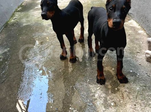 Doberman En İyi̇si̇ni̇ İsteyen Bi̇ze Ulaşabi̇li̇r görsel
