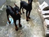 DOBERMAN EN İYİSİNİ İSTEYEN BİZE ULAŞABİLİR