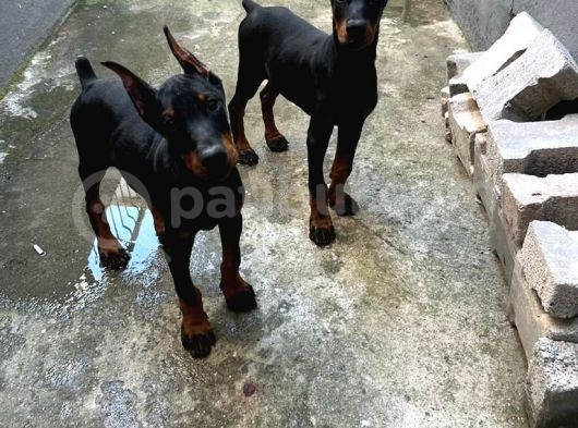 Doberman En İyi̇si̇ni̇ İsteyen Bi̇ze Ulaşabi̇li̇r