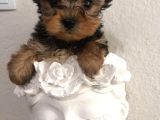 Kilo Garanti̇li̇ Teacup Yorkshire Yavrular