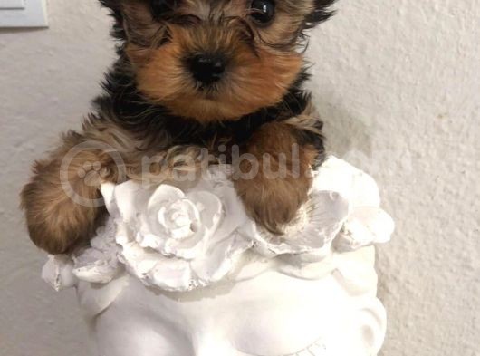 Kilo Garanti̇li̇ Teacup Yorkshire Yavrular görsel