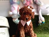 Red Brown Toy Poodle Yavrular