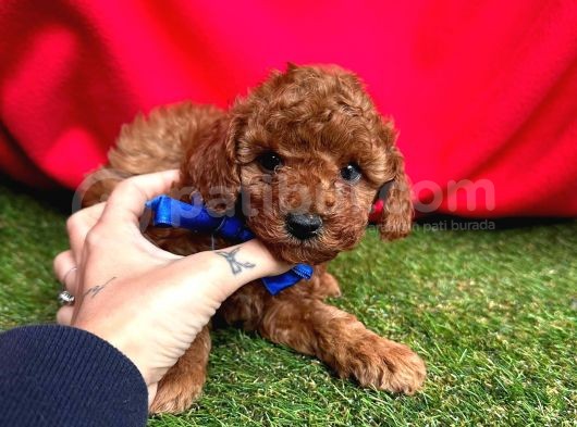 Safkan Red Brown Toy Poodle Yavrularimiz görsel
