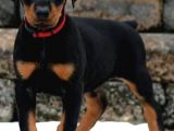 Show GÜZELLİKTE Safkan Doberman Yavrular