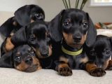 Show Kalite Safkan Dachshund Yavrular