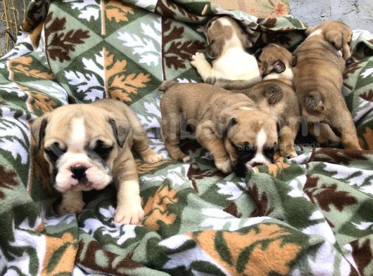 Show Güzelli̇kte İngiliz Buldogg Yavrularımız görsel