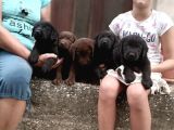 Irk Ve Sağlık Garantili Labrador Retriever Yavrular