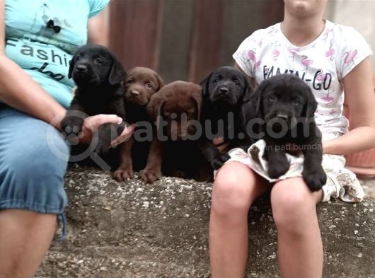 Irk Ve Sağlık Garantili Labrador Retriever Yavrular görsel