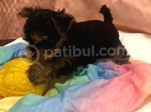 Kilo Garanti̇li̇ Teacup Yorkshire Yavrular görsel