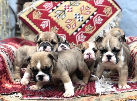 Show Güzelli̇kte İngiliz Buldogg Yavrularımız görsel