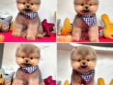 Şekerparem Pomeranian