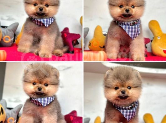 Şekerparem Pomeranian