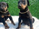 A Class Doberman ırkı yavrularım