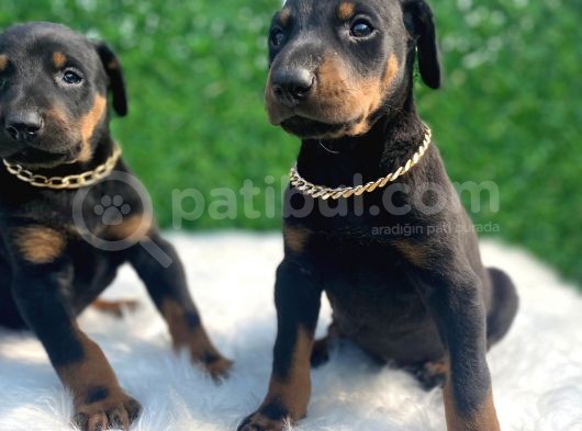A Class Doberman Irkı Yavrularım