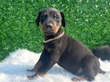 A Class Doberman Irkı Yavrularım