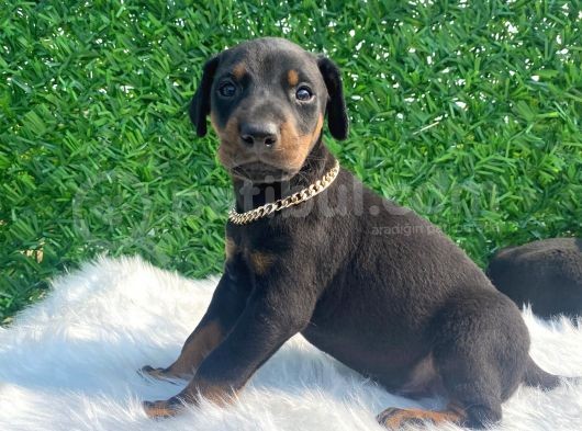 A Class Doberman Irkı Yavrularım görsel