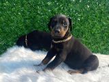 A Class Doberman Irkı Yavrularım