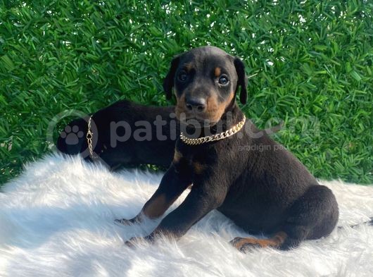 A Class Doberman Irkı Yavrularım görsel