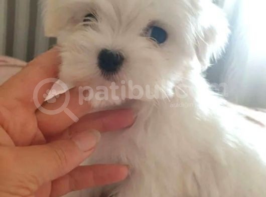 Kilo Garantili Maltese Bebekler görsel
