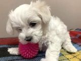 Kilo garantili maltese bebekler