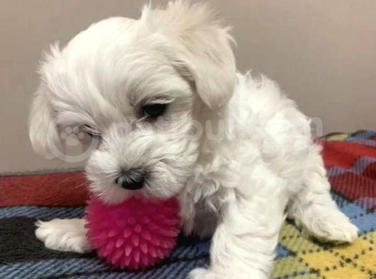 Kilo Garantili Maltese Bebekler