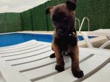 K9 Belçika Malinois Yavrularımız