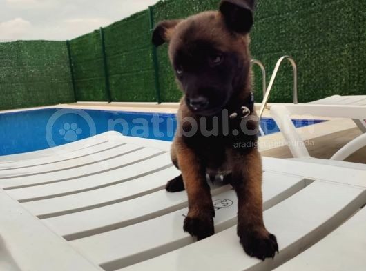 K9 Belçika Malinois Yavrularımız
