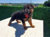 Düşük Bel K9 Alman Kurdu Yavrularımız