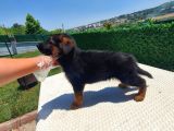 Düşük Bel K9 Alman Kurdu Yavrularımız