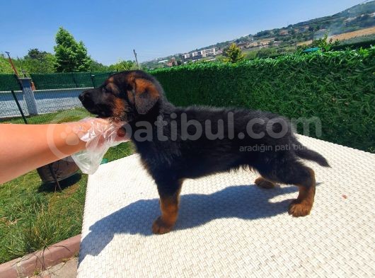 Düşük Bel K9 Alman Kurdu Yavrularımız görsel